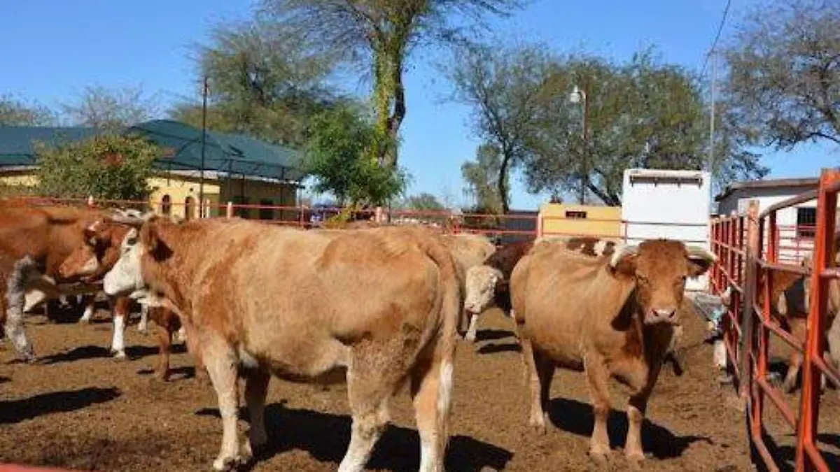 Poco a poco el Rastro se hace de mejor equipo para el sacrifico humanizado de los animales